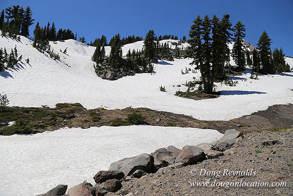 Medow's Snow-5710