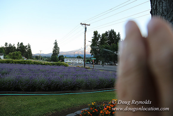Bob's Lavender-8765