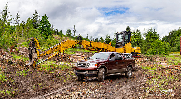 logging