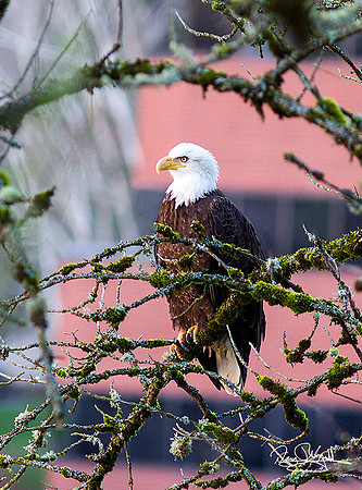 Eagle at the Mall
