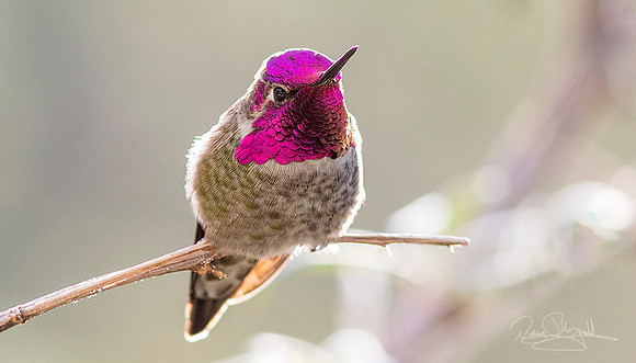 Anna's Hummingbird
