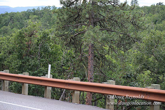 BKP Prod 1of3 Canyon rd-9089