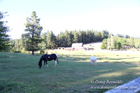 Neil Creek Horses-8555