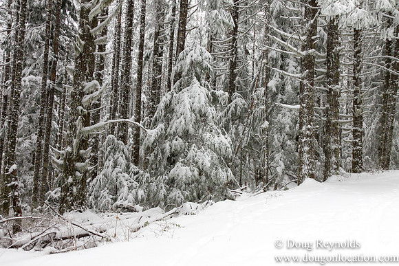 Snow Roads Mt HoodOregon