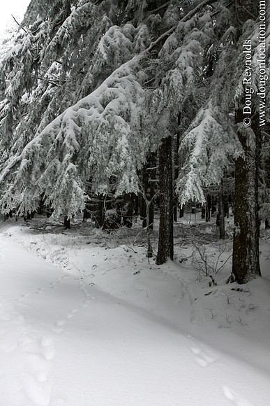 Snow Roads Mt HoodOregon