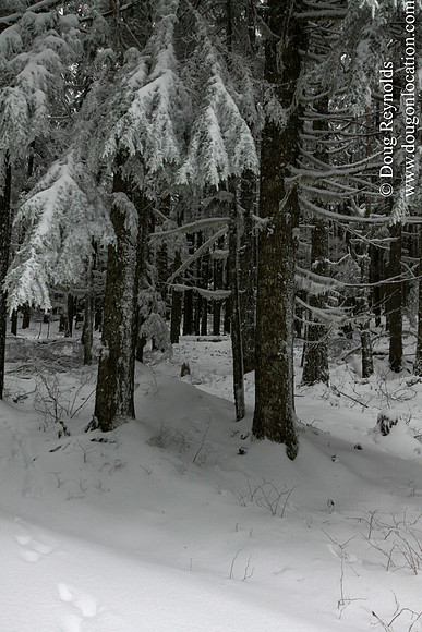 Snow Roads Mt HoodOregon