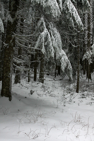 Snow Roads Mt HoodOregon