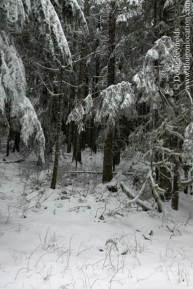 Snow Roads Mt HoodOregon