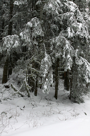 Snow Roads Mt HoodOregon