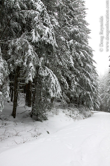 Snow Roads Mt HoodOregon