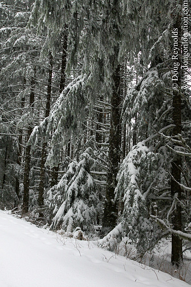 Snow Roads Mt HoodOregon