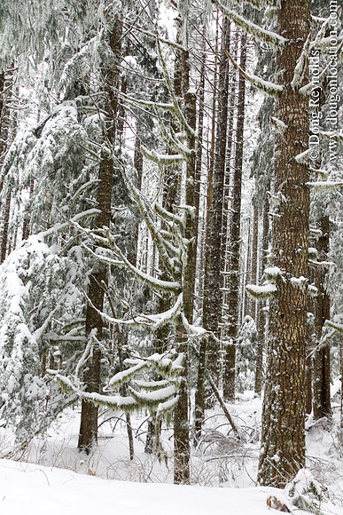 Snow Roads Mt HoodOregon