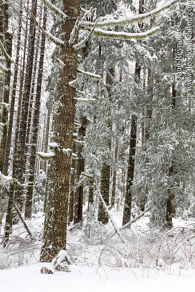 Snow Roads Mt HoodOregon