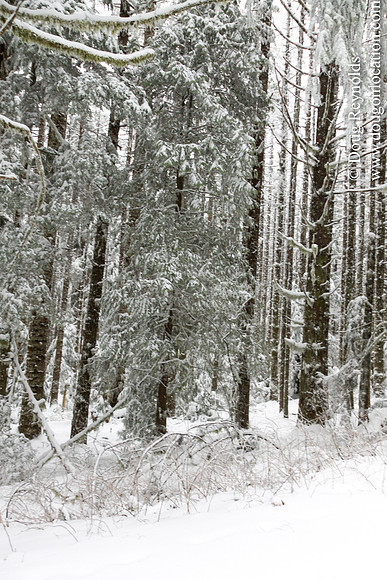 Snow Roads Mt HoodOregon