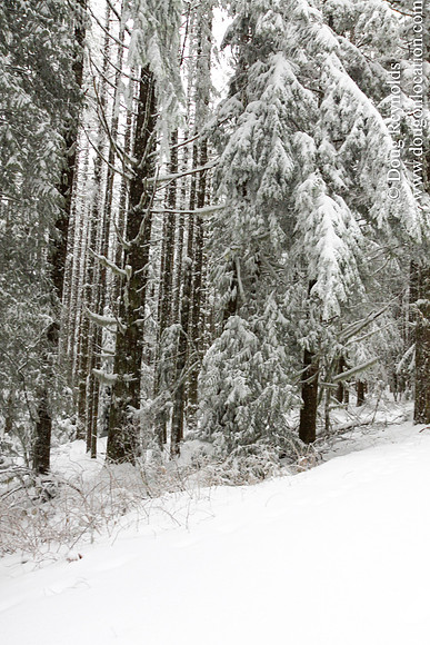 Snow Roads Mt HoodOregon
