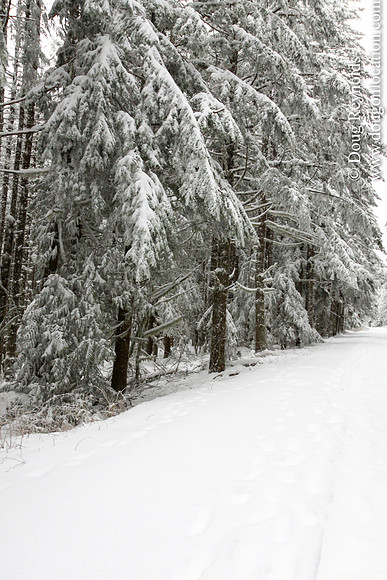 Snow Roads Mt HoodOregon
