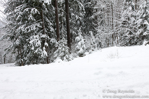 Snow Roads Mt HoodOregon