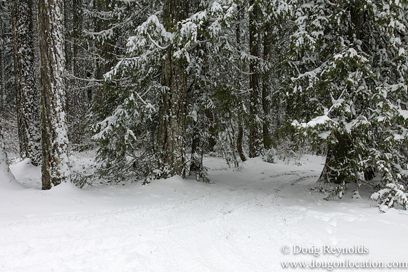 Snow Roads Mt HoodOregon