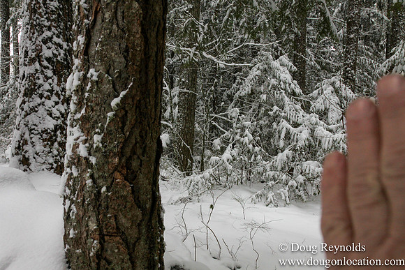 Snow Roads Mt HoodOregon