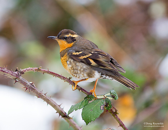 Varied Thrush