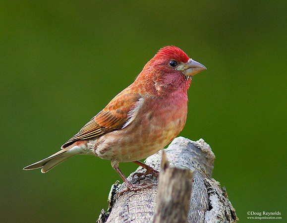 House Finch
