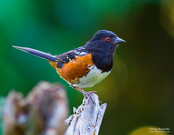 Rufouse Sided Towhee