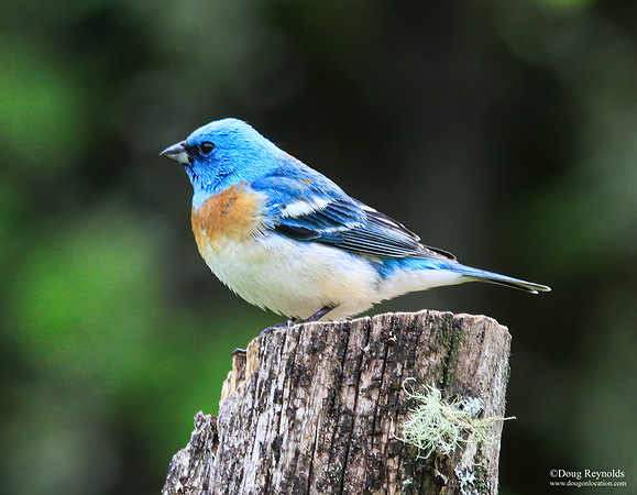 Lazuli Bunting