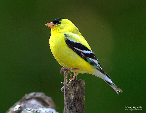 Male Goldfinch