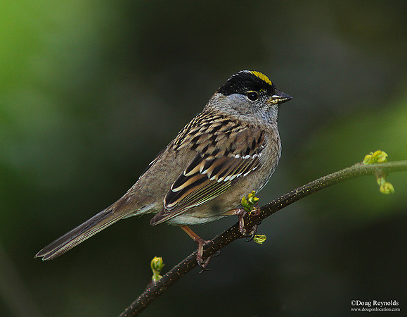 Golden Crown Sparrow