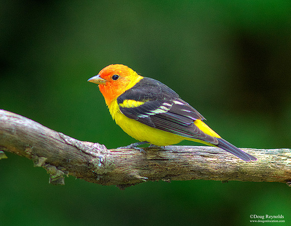 Male Western Tanager