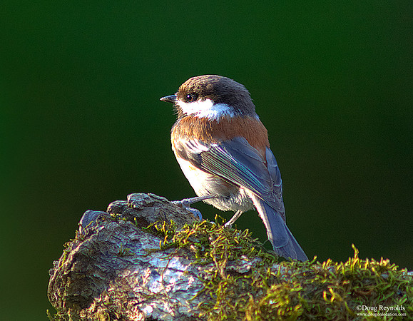 Chestnut Backed Chikadee