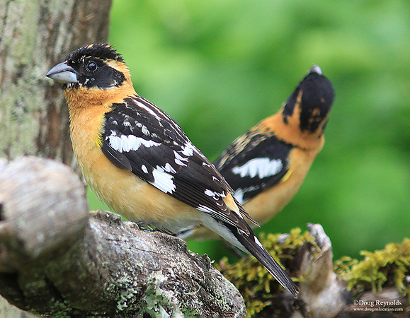 Black Headed Grosbeaks