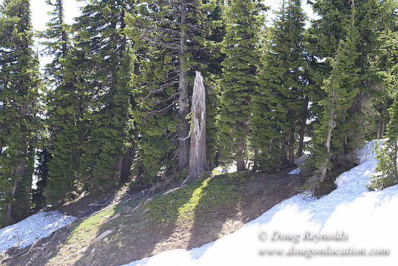 Medow's Snow-5704