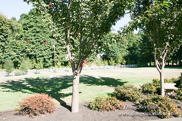 Glinna’s Home Traditional Style County Ranch home, large kitchen great room, 2 car garage on Acreage with large back yard, large front yard, garden, pool, patio, 2 story shop with office,  PDX Zone