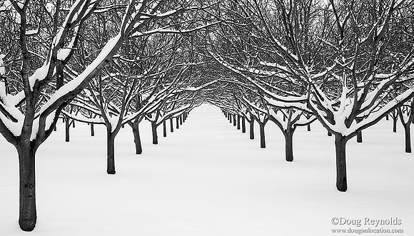 Bare Trees in Snow