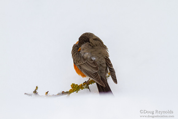 Robins on Branch in Snow