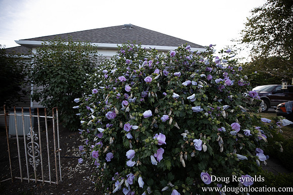 Jays Yard-8571