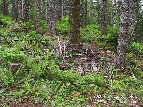 Can-Am ATV  Production  Photos 2005