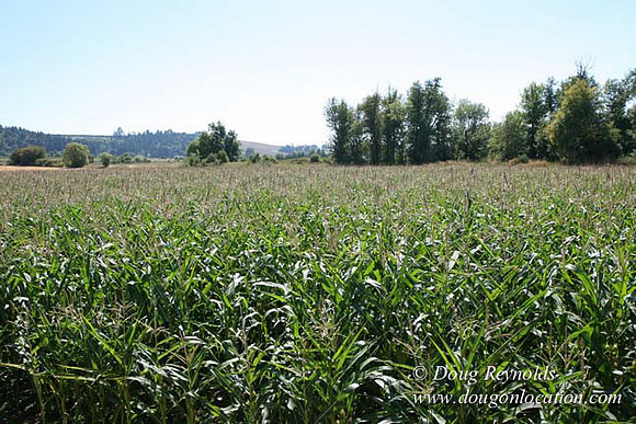 Farm 4 has Barns Shops they grow Wheat and Corn.  in the Portland Zone