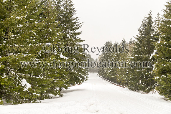 Tree Lined Snow Road