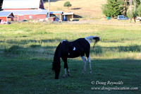 Neil Creek Horses-8540