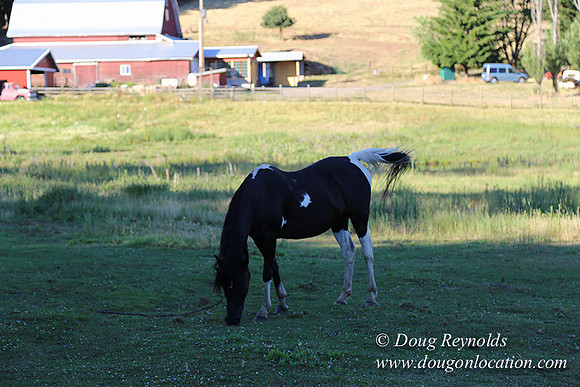 Neil Creek Horses-8540