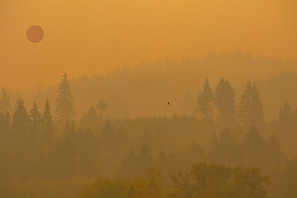Trees Smoke & Sun