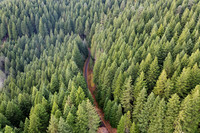 Road in Forest from Above