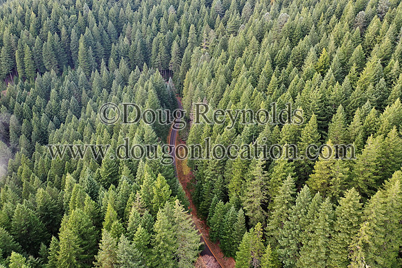 Road in Forest from Above