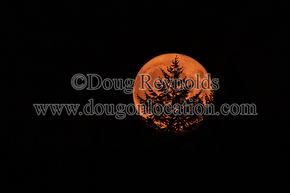 Smoky Moon Rise Trees