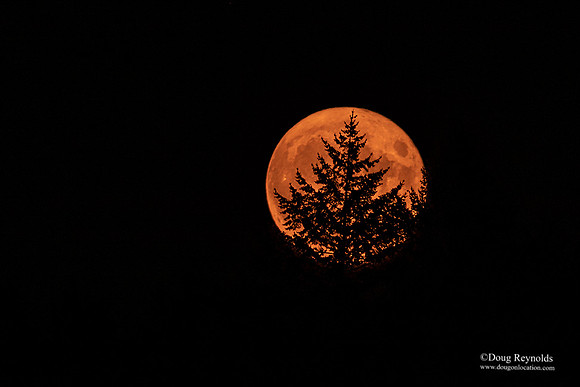 Smoky Moon Rise Trees