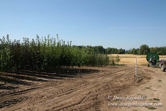 Farm 4 has Barns Shops they grow Wheat and Corn.  in the Portland Zone
