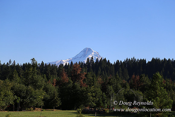 Neil Creek Horses-8551