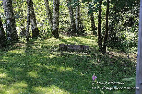 Cabin ,Home, House, River, Yard, Shop, Barn, Garden, Stream,